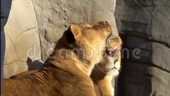 两只狮子在一起视频的预览图