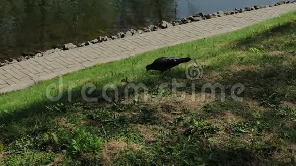 城鸽走在池塘边的草地上视频的预览图