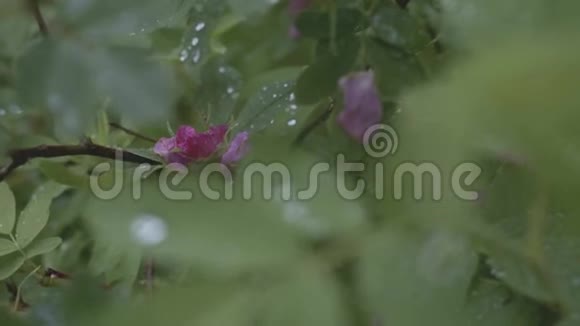 近景观紫淡野蔷薇花丛上秋林覆小露滴股票视频的预览图