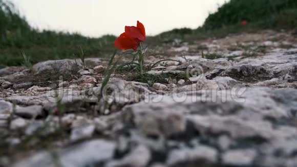 红葵在岩石上生长视频的预览图