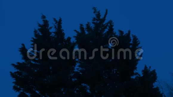 丛林树木在夜晚的风中摇曳视频的预览图