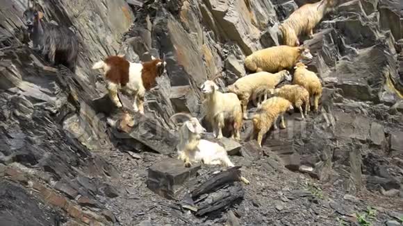 一群山山羊视频的预览图