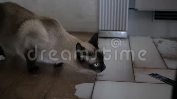 猫正在地板上喝牛奶视频的预览图