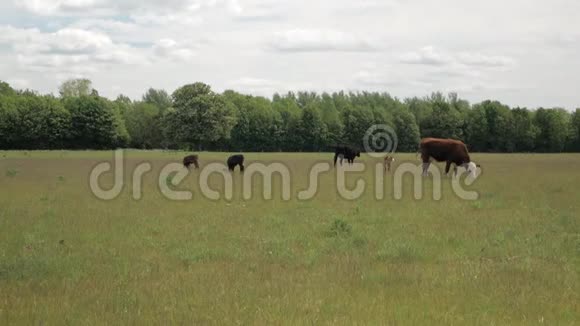 在森林和蓝天的背景下有小牛在草地上放牧视频的预览图