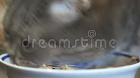 极度接近猫吃碗里的湿食物视频的预览图