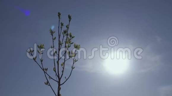 在蓝天下划船和晒太阳背景合成视频4公里视频的预览图