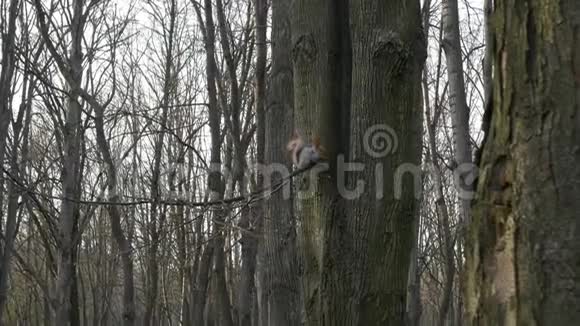 好奇的毛茸茸的红松鼠坐在公园的树枝上吃着坚果看着镜头视频的预览图