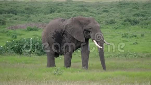 在草原的绿色平原上近距离观看一只成年野生非洲大象视频的预览图