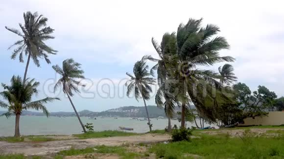 棕榈树在风中飘扬视频的预览图