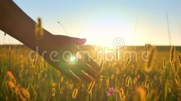 近镜头手牵另一只手美丽的视野小麦或黑麦在日落的背景视频的预览图