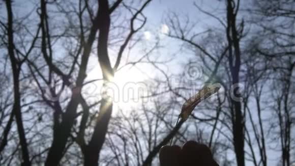 在森林里用手指搓干树叶以抵挡太阳视频的预览图