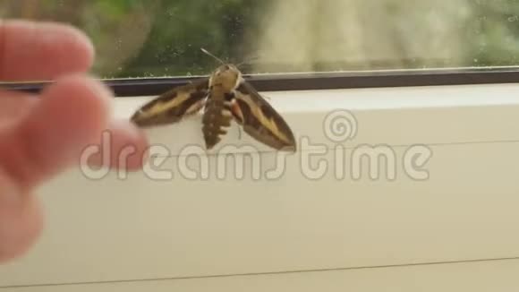 手指接触昆虫的翅膀视频的预览图
