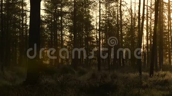 初秋的清晨一片迷雾雾天日出时的松林树干和冷雾视频的预览图