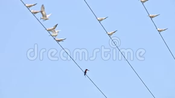 近距离拍摄的一群白色海鸥坐在蓝天的电线上视频的预览图