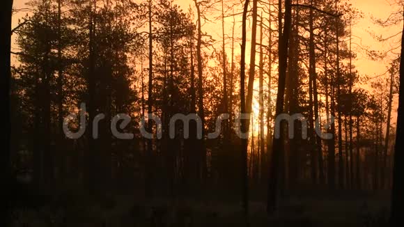 初秋的清晨一片迷雾雾天日出时的松林树干和冷雾视频的预览图