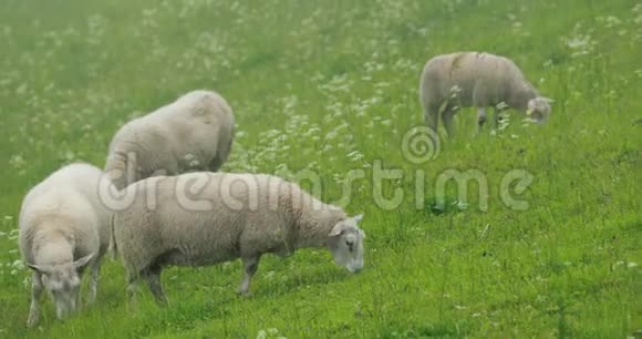 挪威家养绵羊在挪威丘陵牧场放牧绵羊在绿色的草地上吃新鲜的春草绵羊视频的预览图