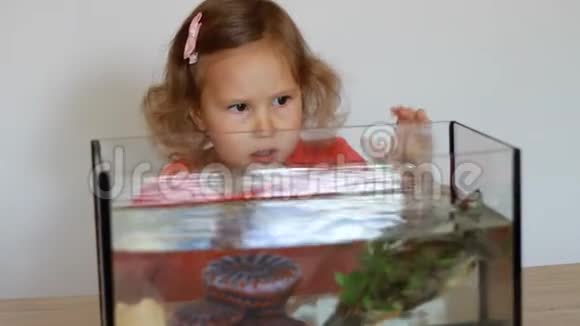 小女孩看着和玩一只漂浮在水族馆里的乌龟孩子和宠物视频的预览图