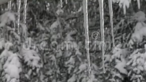 森林里的雪和地上的冰柱视频的预览图
