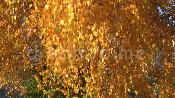 金秋的黄桦叶视频的预览图