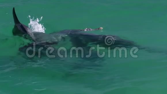 放大了海豚的镜头视频的预览图