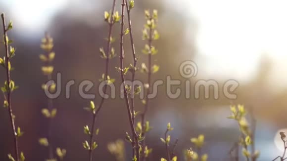 春天开始的概念在阳光下美丽的嫩叶视频的预览图
