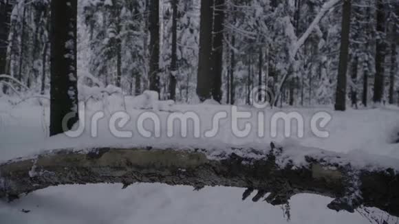 冬天森林里的狗种哈士奇跳过一根木头视频的预览图