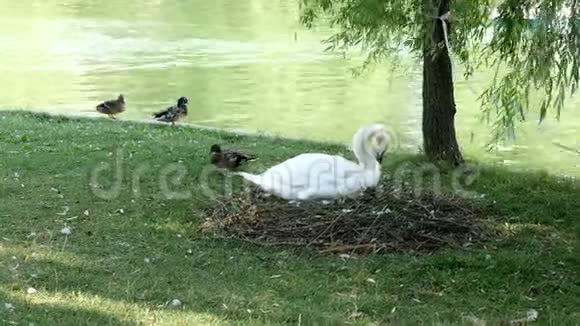 天鹅在湖边的巢上视频的预览图