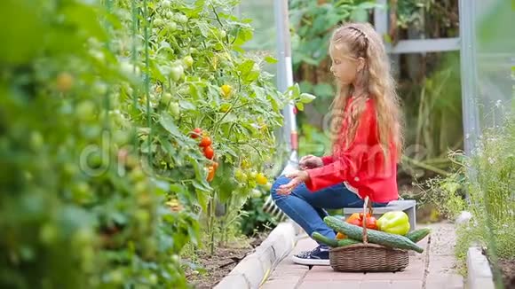 可爱的小女孩在温室里收集作物黄瓜和西红柿手里拿着红番茄的小孩画像视频的预览图