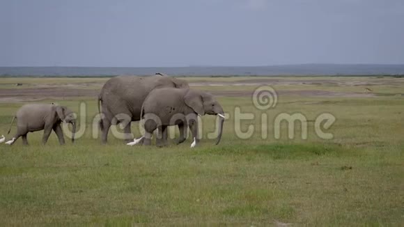 大草原上非洲野象一家在平原上互相走动视频的预览图