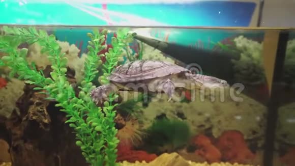 小的侧颈海龟在水族馆里游泳4k决议视频的预览图