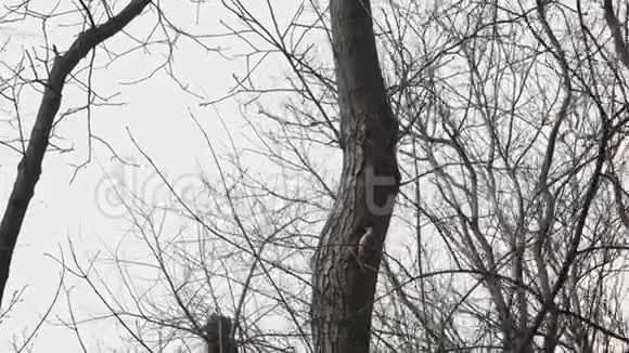 春天森林雌性啄木鸟在树干上挖空洞没有叶子的树视频的预览图