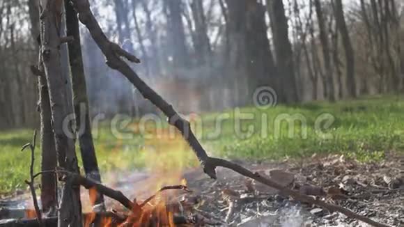 这家公司正在休息下午在树林里的火上烤棉花糖手和棍子上有棉花糖视频的预览图