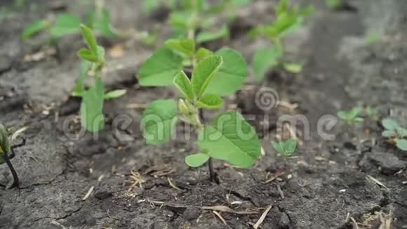 成排生长的小大豆植株视频的预览图