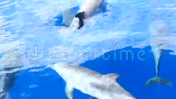 海豚在晴天在蓝色的水里游泳西班牙特内里费视频的预览图
