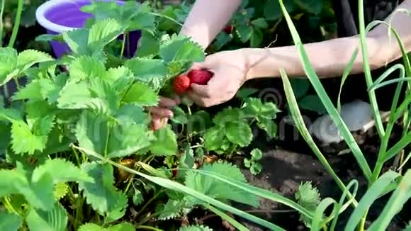 女人在田间采摘草莓视频的预览图