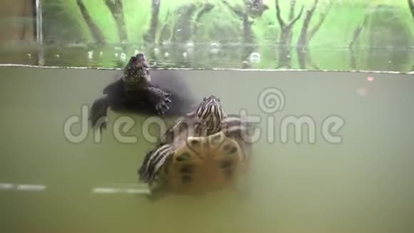 欧洲池塘海龟和红色的池塘滑块在水族馆视频的预览图