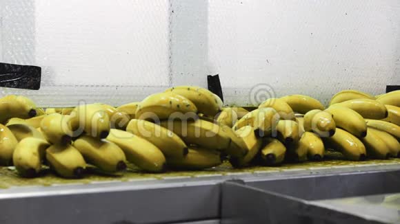 香蕉在包装过程中香蕉在传送带上包装线视频的预览图