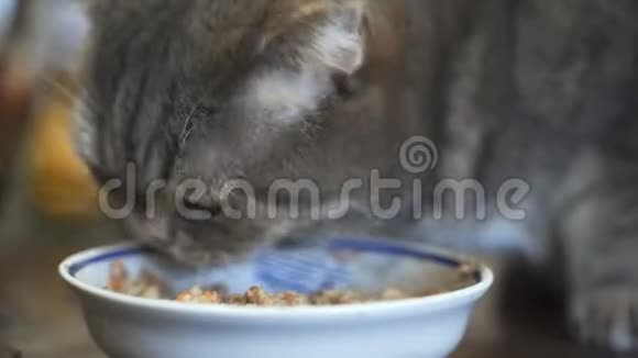 极度接近猫吃碗里的湿食物视频的预览图