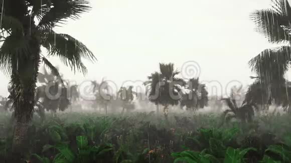 热带雨林中绿色丛林的全景绿色丛林树和棕榈树雾和热带雨的概念视频的预览图