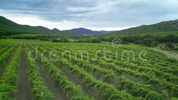 意大利乡村美丽农场和葡萄园美丽的空中景观意大利乡村农民工作葡萄园视频的预览图