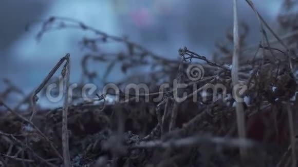 城市背景下的旱生植物视频的预览图
