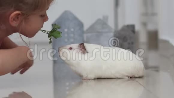 小女孩轻轻地喂一只白色的豚鼠上面有绿色的欧芹叶视频的预览图