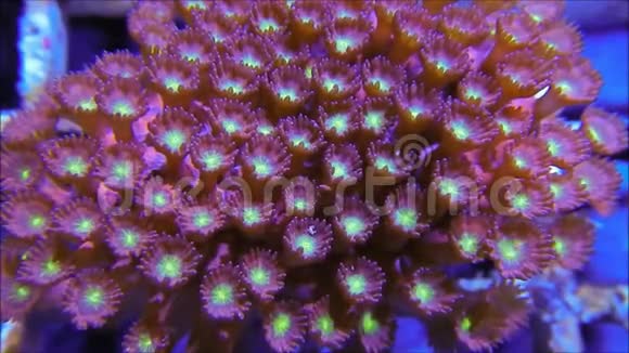 水下的红色珊瑚视频的预览图