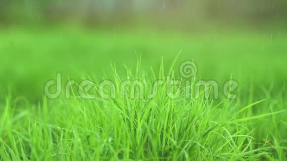 在雨中关上草地放下移动摄像机视频的预览图