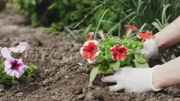 园丁女人用手在泥土里种花视频的预览图