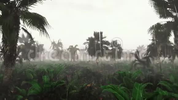 热带雨林中绿色丛林的全景绿色丛林树和棕榈树雾和热带雨的概念视频的预览图