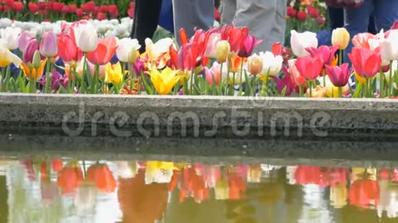 色彩斑斓的郁金香花在春天的花园里盛开倒影在水中装饰郁金香花视频的预览图