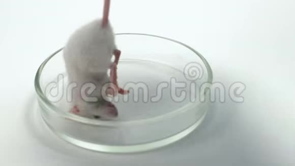 在无菌室解剖实验室大鼠实验和动物试验实验室桌上的老鼠视频的预览图