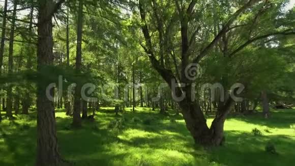 神奇的森林和树木温暖的阳光照亮了树干和可爱的植物斜杠射击视频的预览图