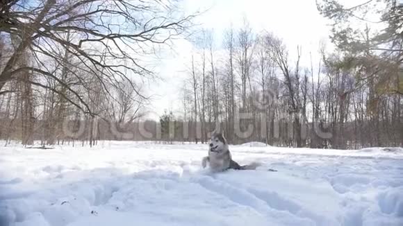 春天的雪林一只可爱的哈士奇狗在雪地里奔跑视频的预览图